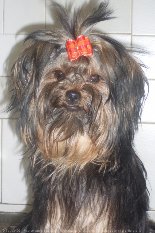 Photo de Yorkshire terrier