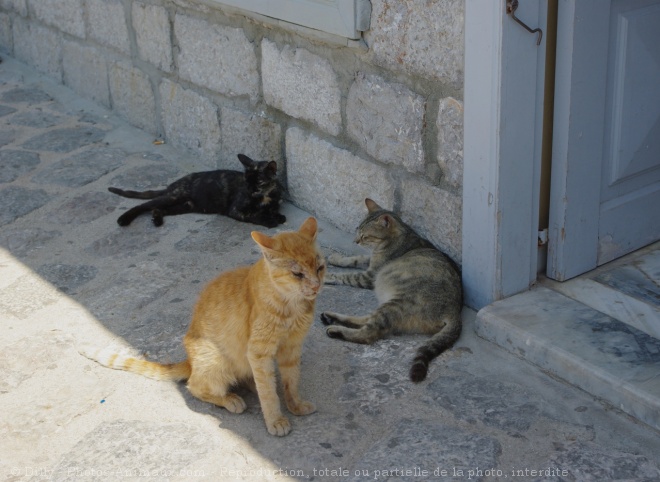 Photo de Chat domestique