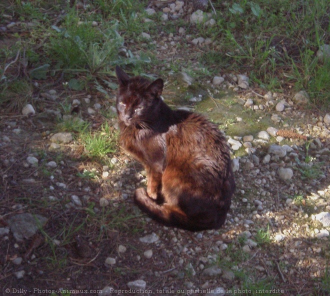 Photo de Chat domestique