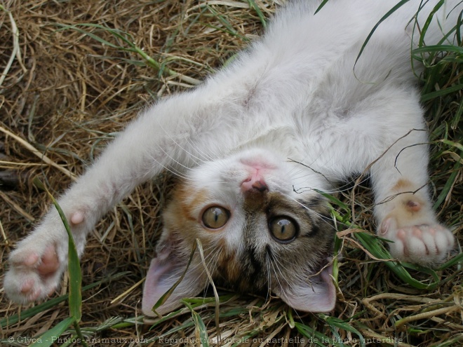 Photo de Chat domestique