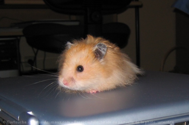 Photo de Hamster