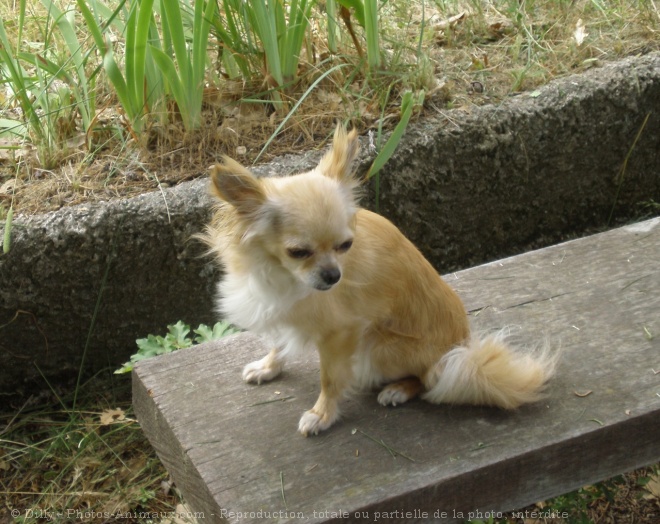 Photo de Chihuahua  poil long