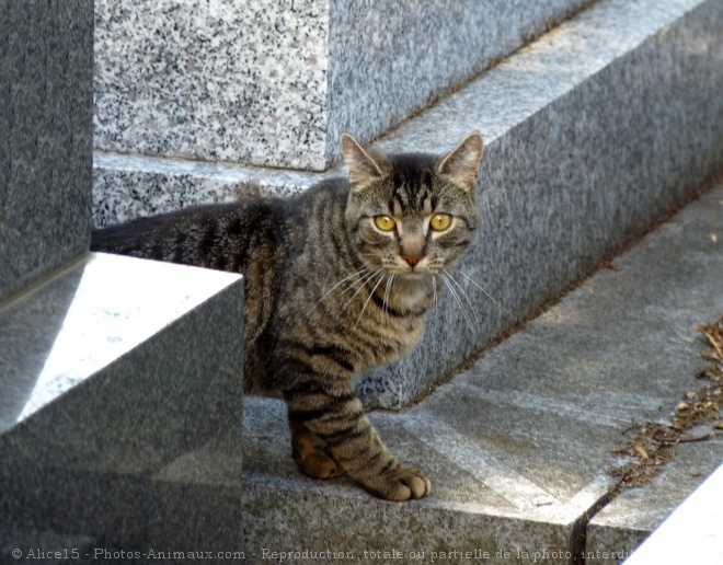 Photo de Chat domestique