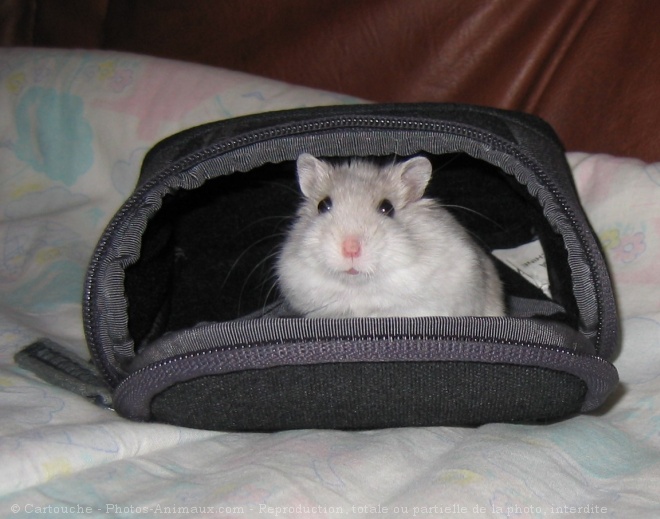 Photo de Hamster