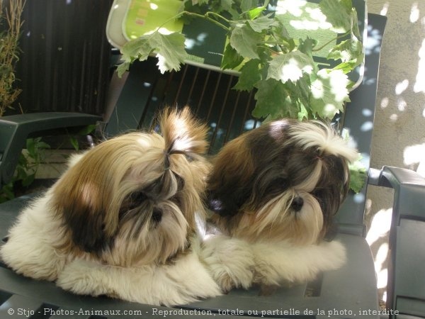 Photo de Shih tzu