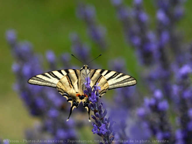 Photo de Papillon - flamb