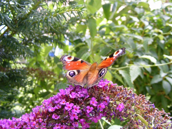 Photo de Papillon