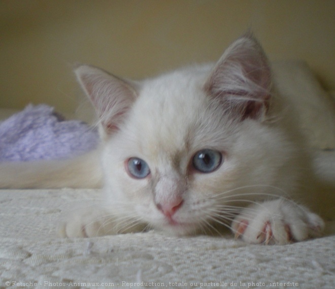 Photo de Ragdoll