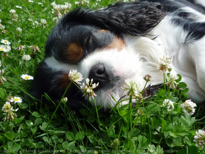 Photo de Cavalier king charles spaniel