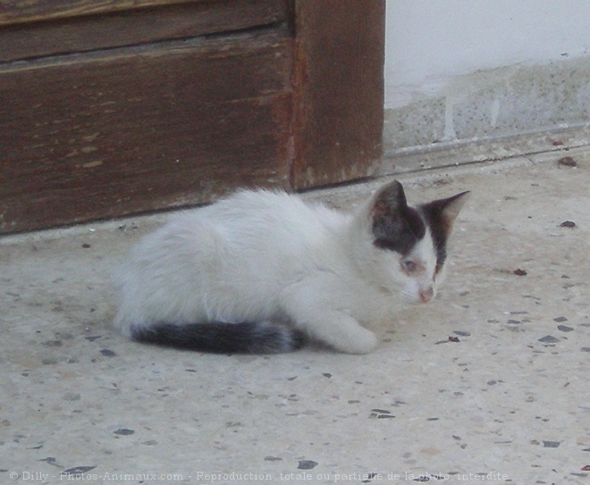 Photo de Chat domestique