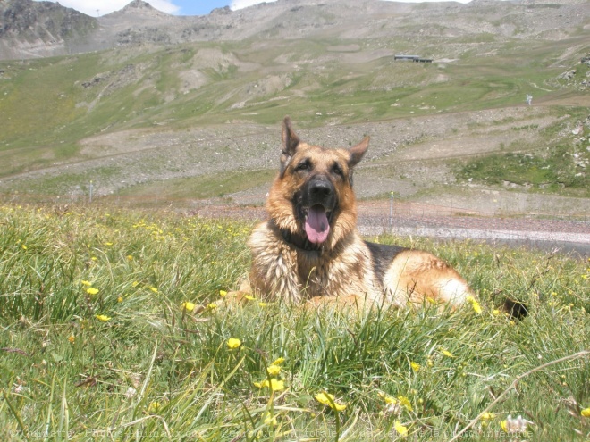 Photo de Berger allemand  poil court