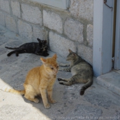 Photo de Chat domestique