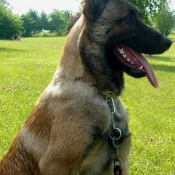 Photo de Berger belge malinois