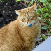 Photo de Chat domestique