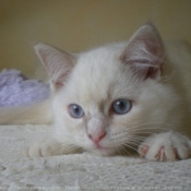 Photo de Ragdoll