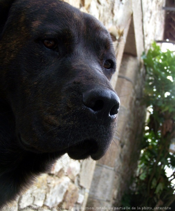 Photo de Rottweiler