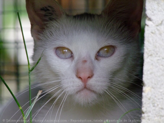 Photo de Chat domestique