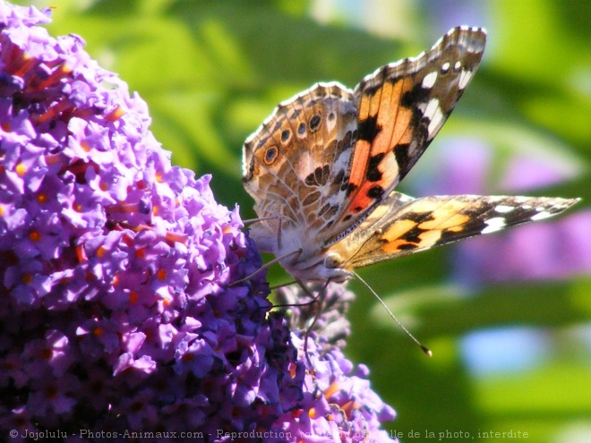 Photo de Papillon