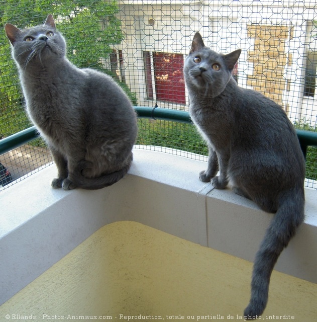 Photo de Chartreux