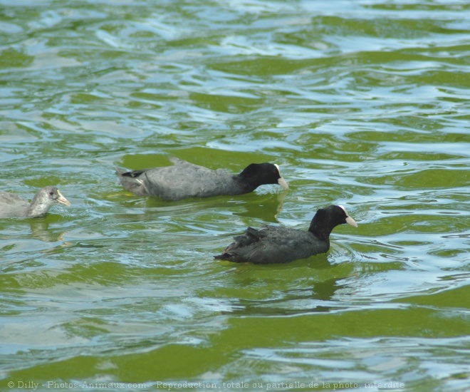 Photo de Foulque macroule