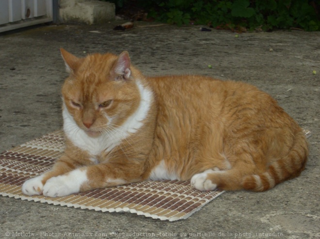 Photo de Chat domestique