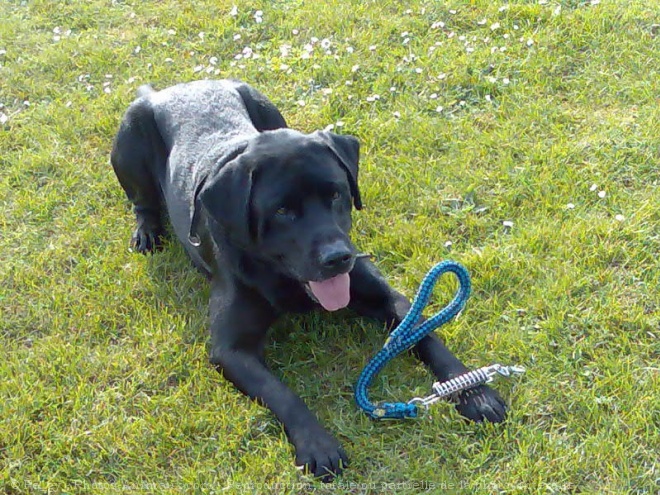 Photo de Labrador retriever