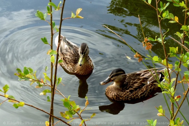 Photo de Canard