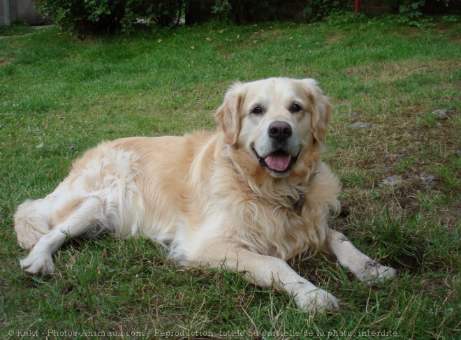 Photo de Golden retriever