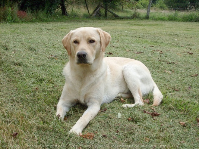 Photo de Labrador retriever