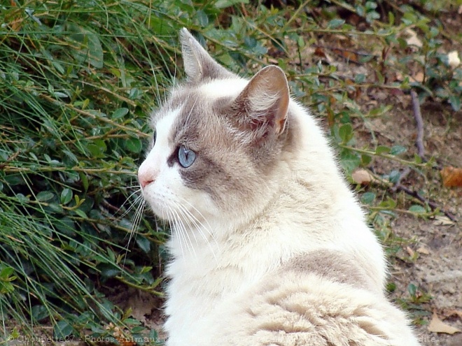 Photo de Chat domestique