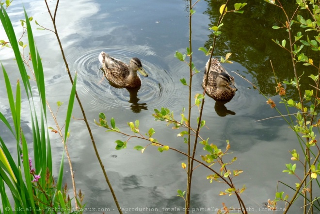 Photo de Canard