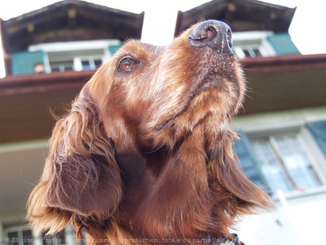 Photo de Setter irlandais rouge