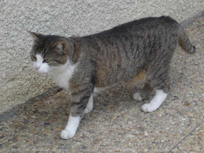 Photo de Chat domestique