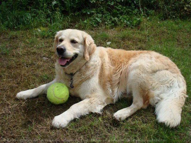 Photo de Golden retriever