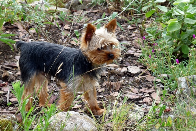 Photo de Yorkshire terrier