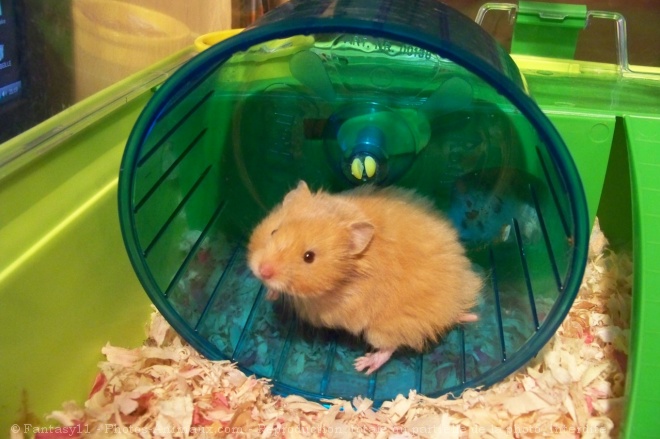 Photo de Hamster