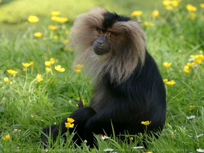 Photo de Singe - macaque