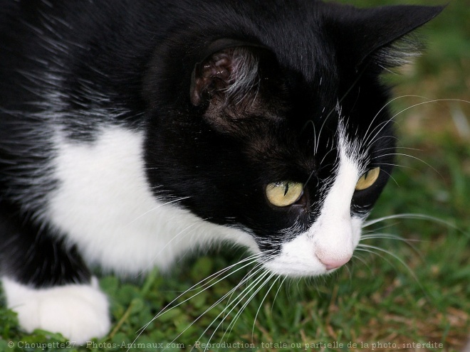 Photo de Chat domestique