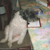 Photo de Fox terrier  poil dur