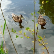 Photo de Canard