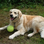 Photo de Golden retriever