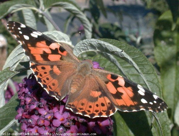 Photo de Papillon