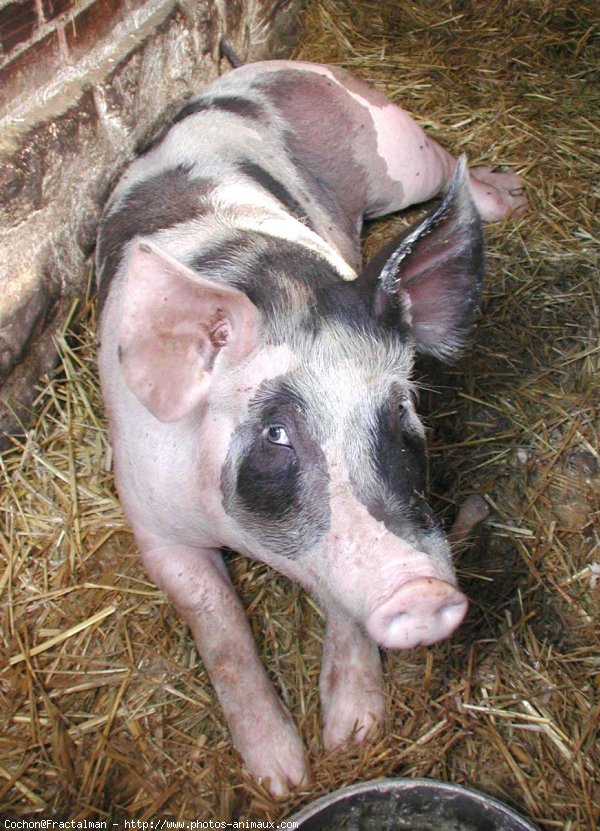 Photo de Cochon