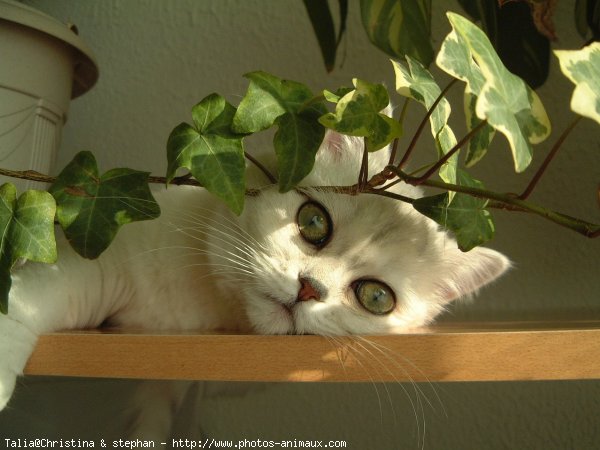 Photo d'Exotic shorthair