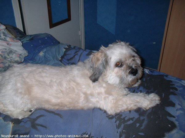 Photo de Lhassa apso