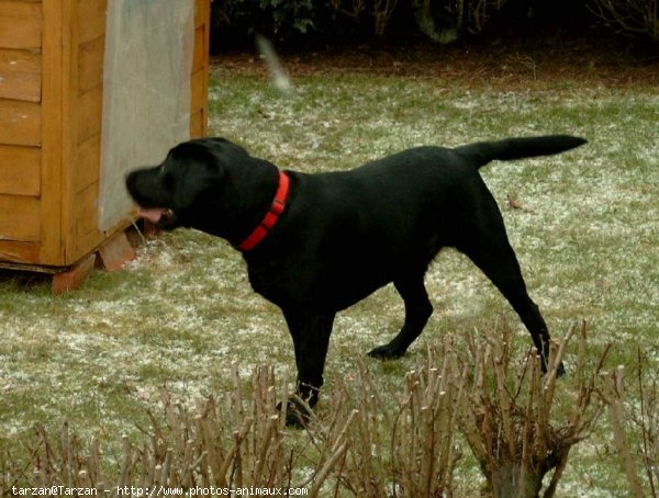 Photo de Labrador retriever