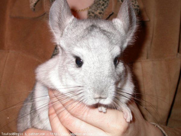 Photo de Chinchilla