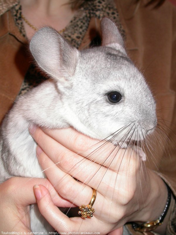 Photo de Chinchilla