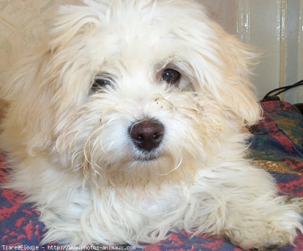 Photo de Coton de tulear