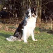 Photo de Border collie